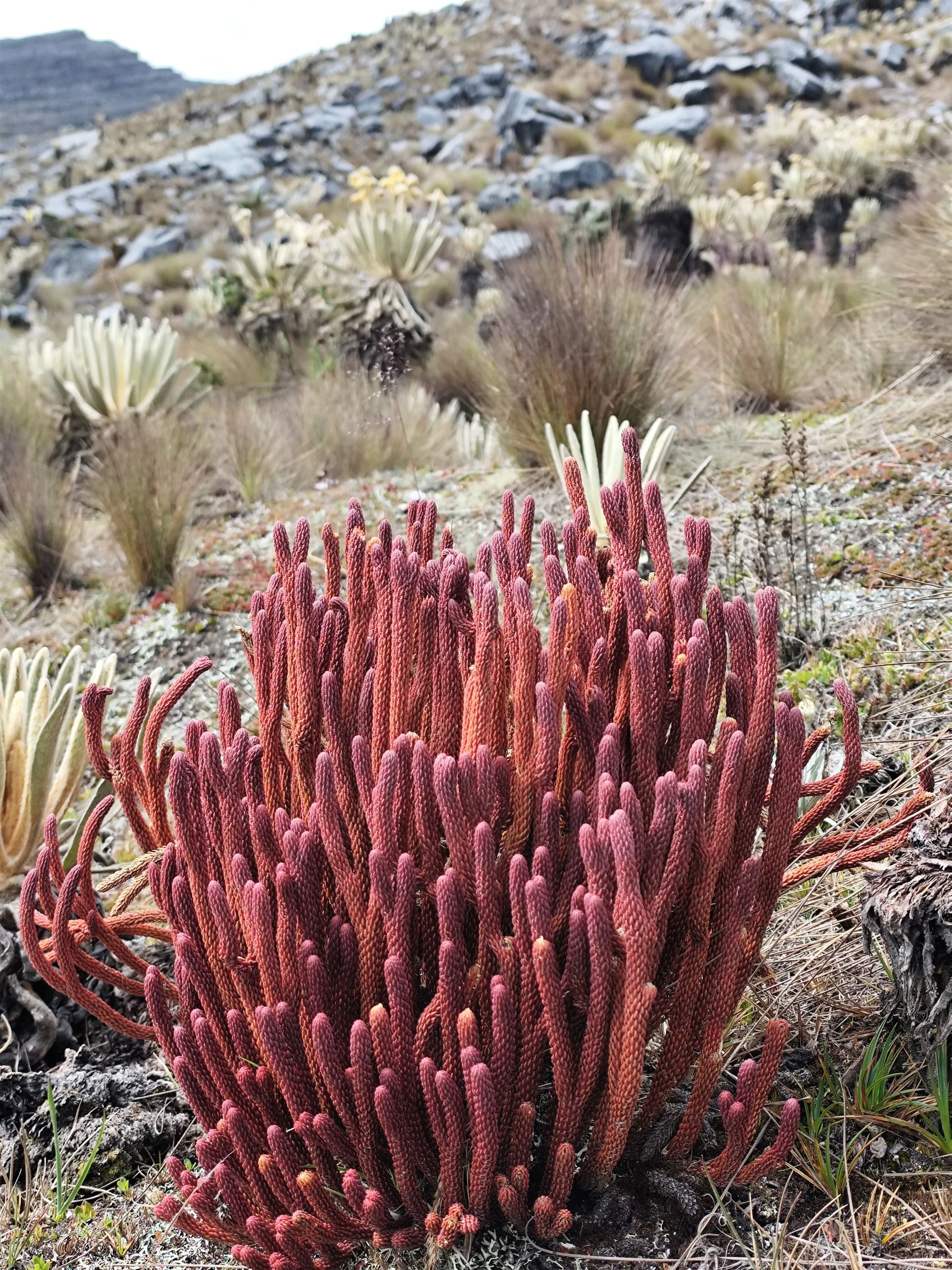 Ascenso ritacuba blanco - Foto 2