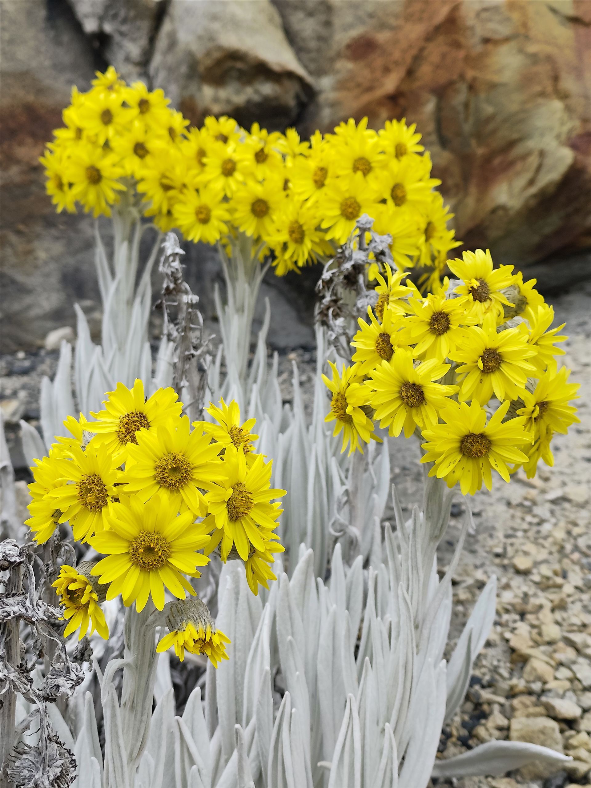 Tour nevado guican cocuy - Foto 11